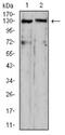OTU Deubiquitinase 4 antibody, NBP2-52525, Novus Biologicals, Western Blot image 