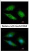 Obg Like ATPase 1 antibody, NBP2-16768, Novus Biologicals, Immunofluorescence image 