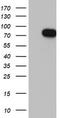 SRY-Box 9 antibody, TA802392, Origene, Western Blot image 