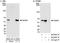 Non-POU Domain Containing Octamer Binding antibody, A300-582A, Bethyl Labs, Immunoprecipitation image 