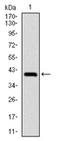 NEDD8 Ubiquitin Like Modifier antibody, AM06719PU-N, Origene, Western Blot image 