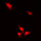Akt antibody, LS-C358423, Lifespan Biosciences, Immunofluorescence image 