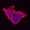 Protein lin-28 homolog A antibody, AF3757, R&D Systems, Immunofluorescence image 