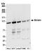 Striatin antibody, A304-537A, Bethyl Labs, Western Blot image 
