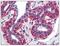 CD256 antibody, AP08476PU-N, Origene, Immunohistochemistry frozen image 