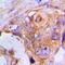 Inner Membrane Mitochondrial Protein antibody, orb215031, Biorbyt, Immunohistochemistry paraffin image 