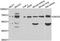 Zinc Finger Protein 20 antibody, orb247915, Biorbyt, Western Blot image 