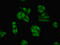Parvalbumin antibody, CSB-PA019092HA01HU, Cusabio, Immunofluorescence image 