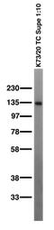 CNTN1 antibody, 73-038, Antibodies Incorporated, Western Blot image 
