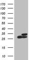 Phosphoglycerate Mutase Family Member 4 antibody, TA810871S, Origene, Western Blot image 