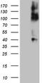 TNF Receptor Superfamily Member 14 antibody, TA808066S, Origene, Western Blot image 