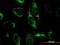 Exo/Endonuclease G antibody, H00009941-M02, Novus Biologicals, Immunofluorescence image 