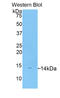 Platelet Factor 4 antibody, LS-C299042, Lifespan Biosciences, Western Blot image 