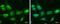 LDL Receptor Related Protein Associated Protein 1 antibody, GTX104033, GeneTex, Immunofluorescence image 