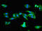 Polycystic kidney disease protein 1-like 1 antibody, orb400324, Biorbyt, Immunocytochemistry image 