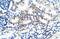 Bone Morphogenetic Protein 7 antibody, ARP32329_T100, Aviva Systems Biology, Immunohistochemistry frozen image 