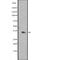 RAD1 Checkpoint DNA Exonuclease antibody, abx146746, Abbexa, Western Blot image 