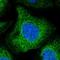 UBX Domain Protein 4 antibody, HPA036325, Atlas Antibodies, Immunocytochemistry image 