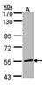 Malonyl-CoA decarboxylase, mitochondrial antibody, orb69774, Biorbyt, Western Blot image 