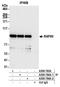 Ubiquitin Interaction Motif Containing 1 antibody, A300-764A, Bethyl Labs, Immunoprecipitation image 