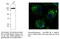 Calnexin antibody, AB0037-200, SICGEN, Immunofluorescence image 