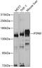 Receptor-type tyrosine-protein phosphatase F antibody, 19-666, ProSci, Western Blot image 