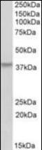 Homeobox protein Hox-A10 antibody, orb181573, Biorbyt, Western Blot image 