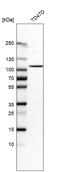 Dehydrogenase E1 And Transketolase Domain Containing 1 antibody, HPA037950, Atlas Antibodies, Western Blot image 