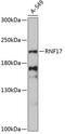Ring Finger Protein 17 antibody, 15-214, ProSci, Western Blot image 