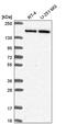 Disco Interacting Protein 2 Homolog C antibody, PA5-66248, Invitrogen Antibodies, Western Blot image 