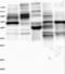 SLP-65 antibody, NBP2-14356, Novus Biologicals, Western Blot image 