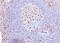 CD68 Molecule antibody, AM50245PU-S, Origene, Immunohistochemistry frozen image 