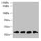 Mitochondrial Ribosomal Protein L18 antibody, CSB-PA861987LA01HU, Cusabio, Western Blot image 