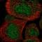 TBR2 antibody, NBP1-80699, Novus Biologicals, Immunofluorescence image 