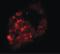Prickle-like protein 1 antibody, LS-C144447, Lifespan Biosciences, Immunofluorescence image 