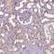Ubiquilin-4 antibody, NBP2-49346, Novus Biologicals, Immunohistochemistry frozen image 