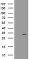 N-Acetylneuraminic Acid Phosphatase antibody, TA504581BM, Origene, Western Blot image 