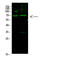 Poly(ADP-Ribose) Polymerase 1 antibody, STJ98838, St John