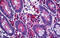 LIM Domain Kinase 1 antibody, MBS245864, MyBioSource, Immunohistochemistry frozen image 