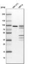 ENAH Actin Regulator antibody, HPA028696, Atlas Antibodies, Western Blot image 