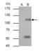 Autophagy Related 9A antibody, GTX128427, GeneTex, Immunoprecipitation image 
