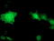 Translocase Of Outer Mitochondrial Membrane 34 antibody, TA503222, Origene, Immunofluorescence image 