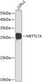 Methyltransferase Like 7A antibody, 23-458, ProSci, Western Blot image 
