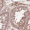 Density Regulated Re-Initiation And Release Factor antibody, HPA021783, Atlas Antibodies, Immunohistochemistry frozen image 
