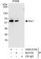 ShcA antibody, A302-019A, Bethyl Labs, Immunoprecipitation image 