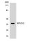 Spondin 2 antibody, LS-B11767, Lifespan Biosciences, Western Blot image 