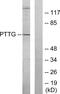 PTTG1 Regulator Of Sister Chromatid Separation, Securin antibody, PA5-38629, Invitrogen Antibodies, Western Blot image 