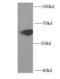DNA-binding protein inhibitor ID-3 antibody, FNab04115, FineTest, Western Blot image 