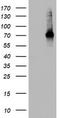 CD68 Molecule antibody, TA802955S, Origene, Western Blot image 