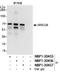 AT-rich interactive domain-containing protein 3B antibody, NBP1-30455, Novus Biologicals, Immunoprecipitation image 